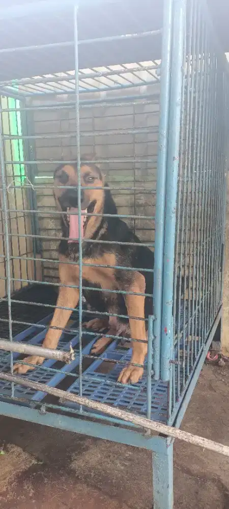 BELGIAN MALINOIS MIX