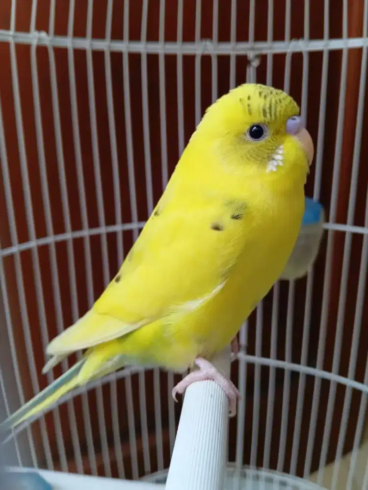 burung parkit kuning