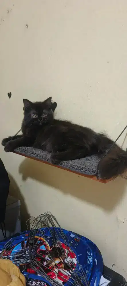 Kucing kitten/anak kucing Persia flatnose