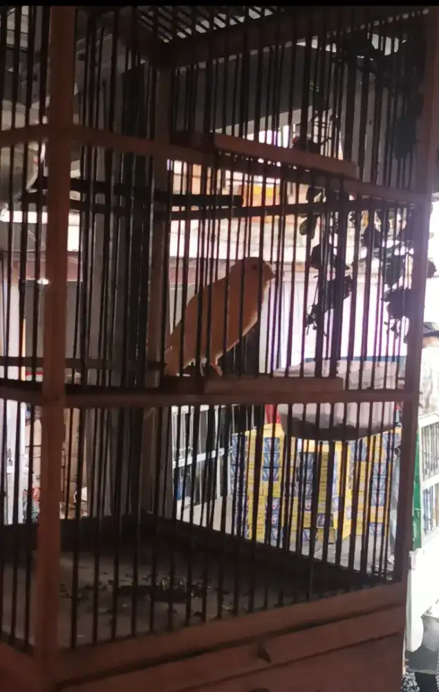 Kenari gacor panjang