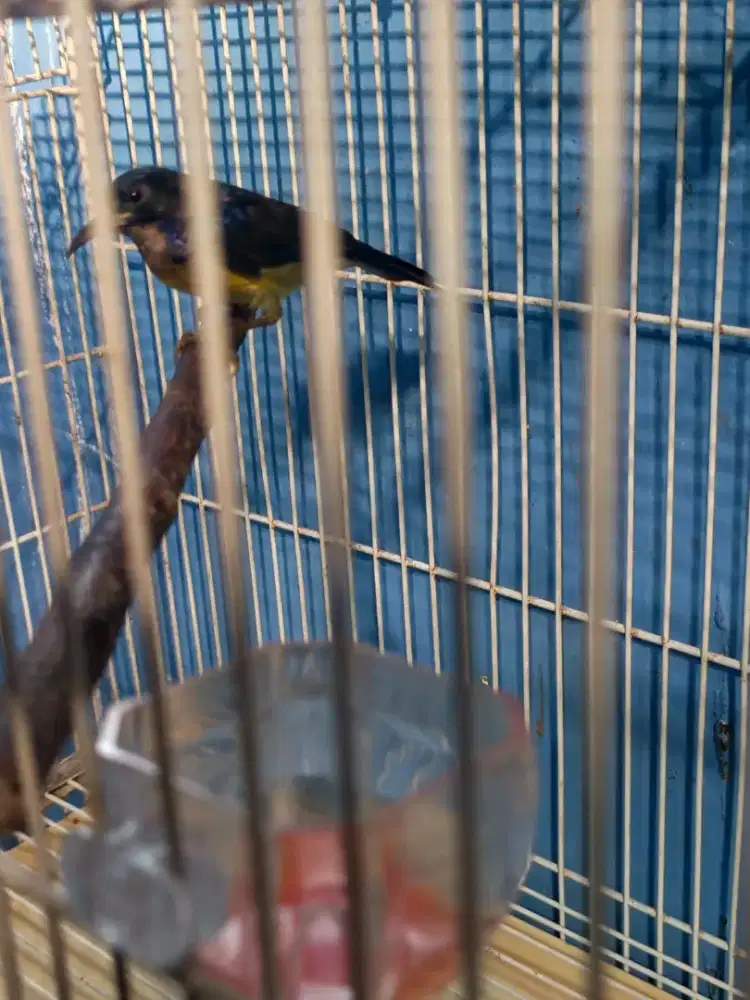 Kolibri kelapa bt/tt