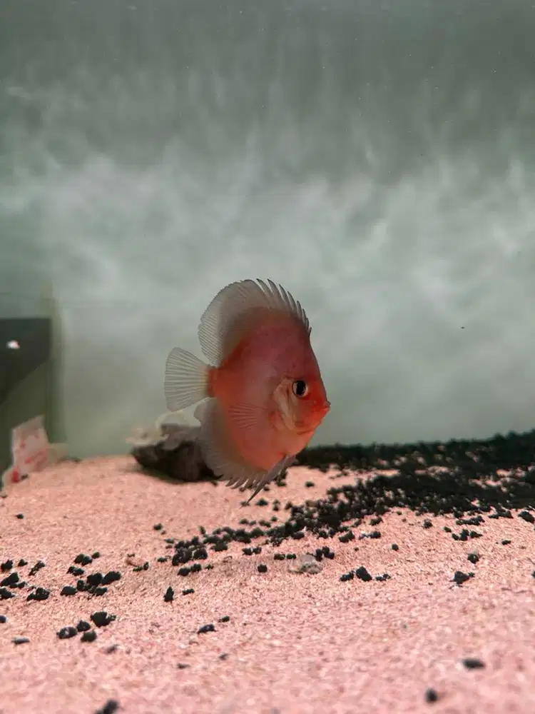 Ikan discus blue ghost bulldog 3 inch