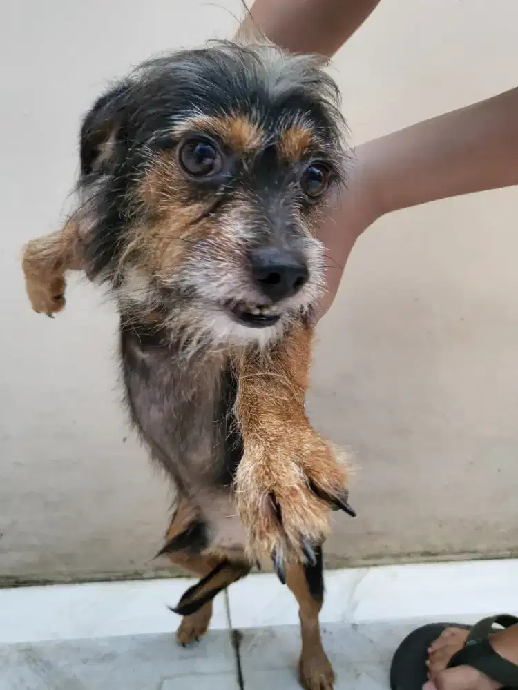 Anak Anjing Puppy Mixed Breed Chihuahua Yorkshire Terrier Jantan Sehat