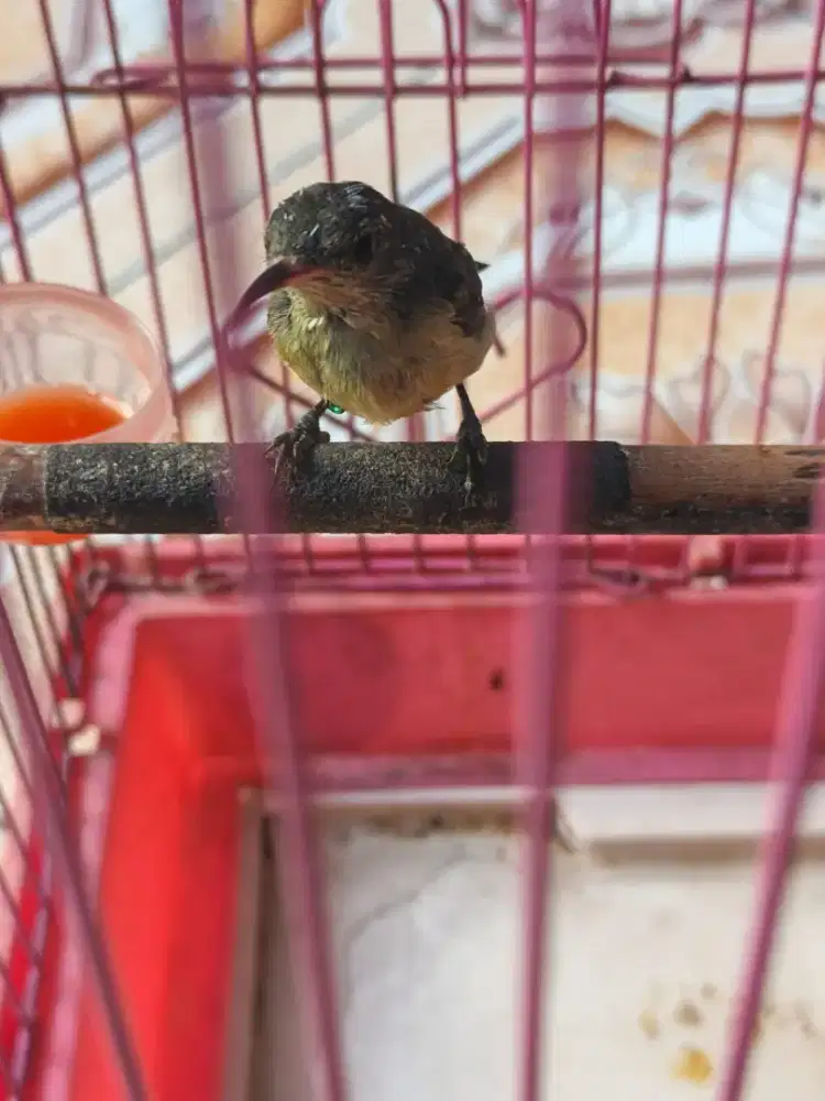 Konin ijoan rajin bt/tt