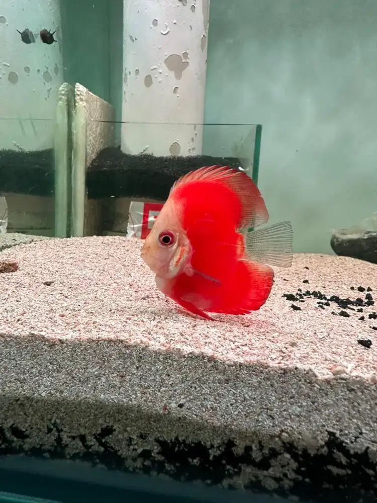 Ikan discus red melon bulldog 2 inch