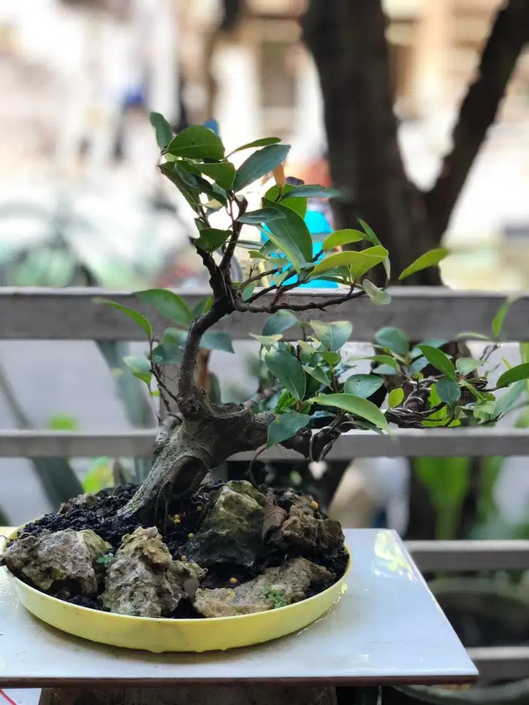 Bonsai Bringin iprik