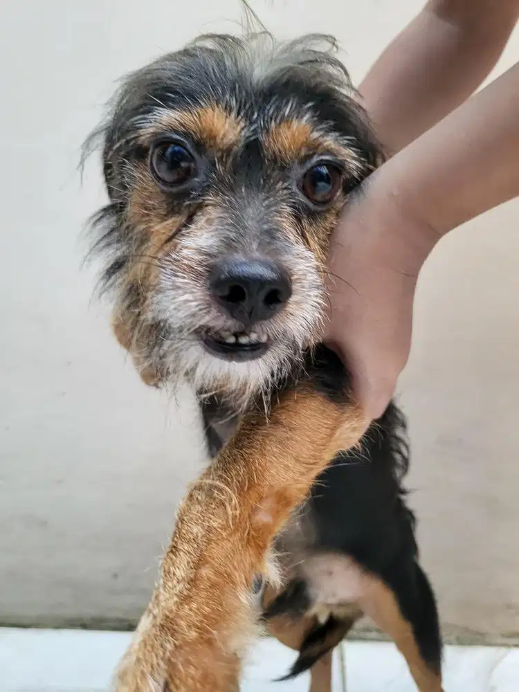 Adopt Anak Anjing Puppy Mix Breed Chihuahua Yorkie Jantan 1,5 Tahun