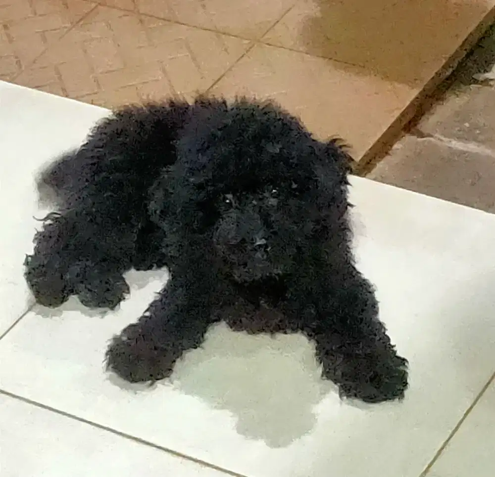 Female Black Solid Toy Poodle