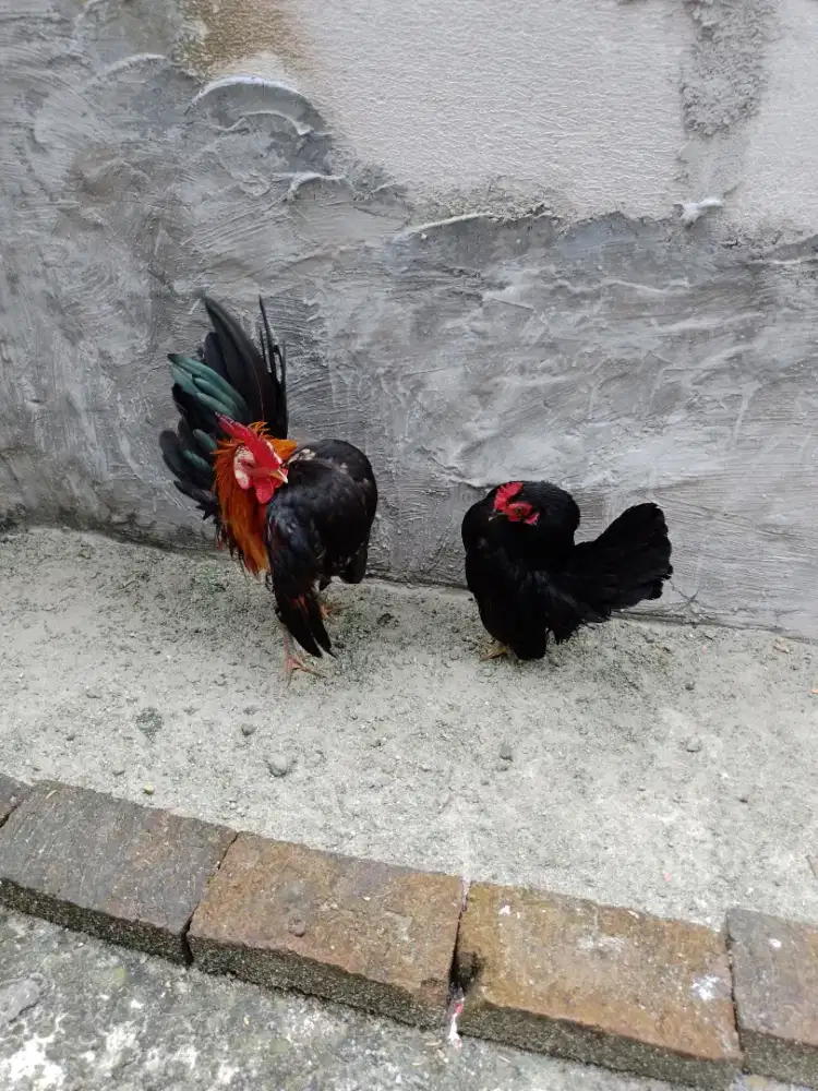Ayam Serama Jantan selam