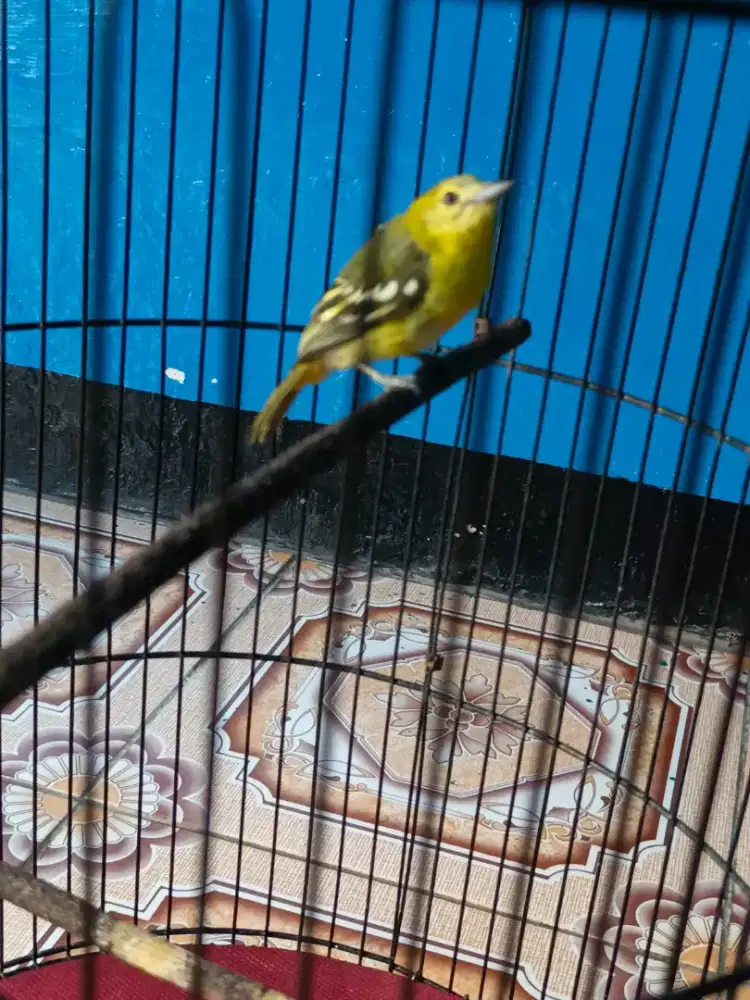 Bt/tt murai trotol/burung sepadan