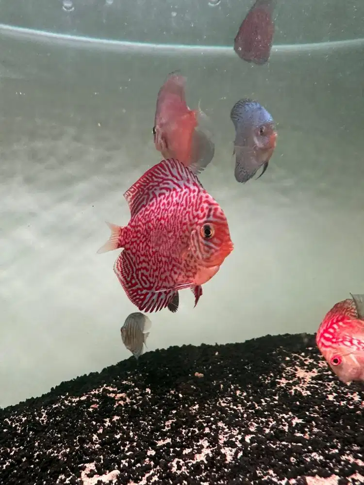 Ikan discus super king viper 3inch