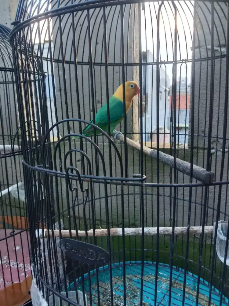 Burung Lovebird
