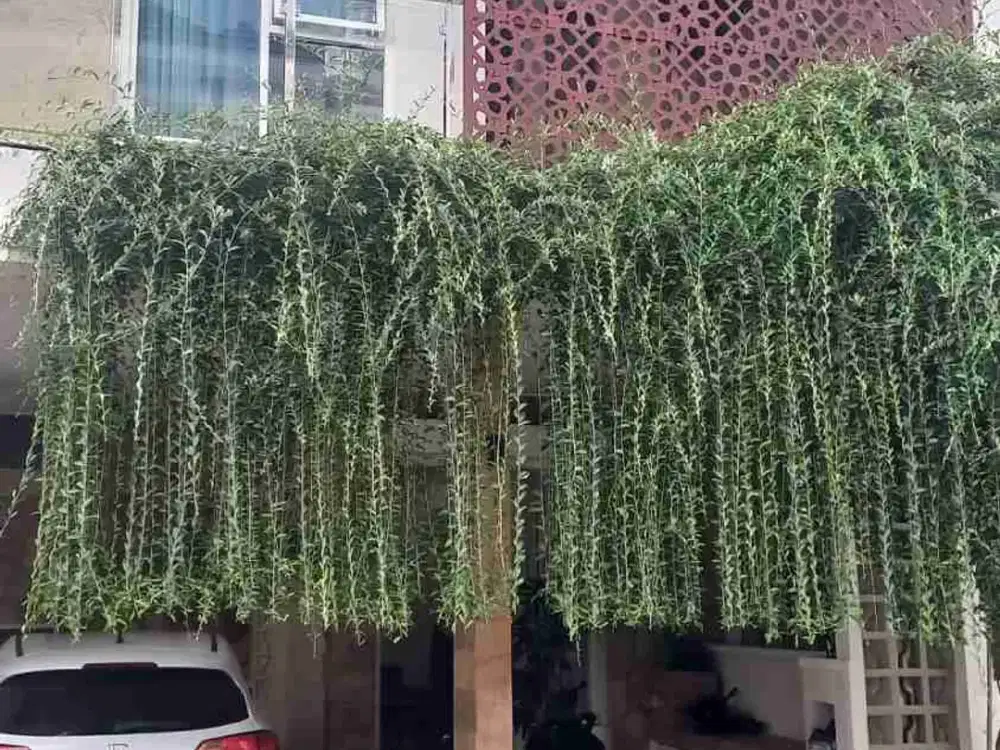 RUMAH ASRI MINIMALIS SUHAT BUNGA BUNGA KOTA MALANG