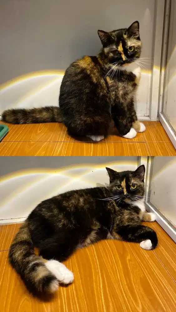 INDUKAN BETINA PROVEN SCOTTISH STRAIGHT BIRAHI