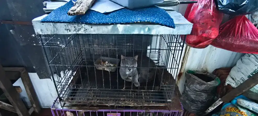Kucing Kampung X Persia