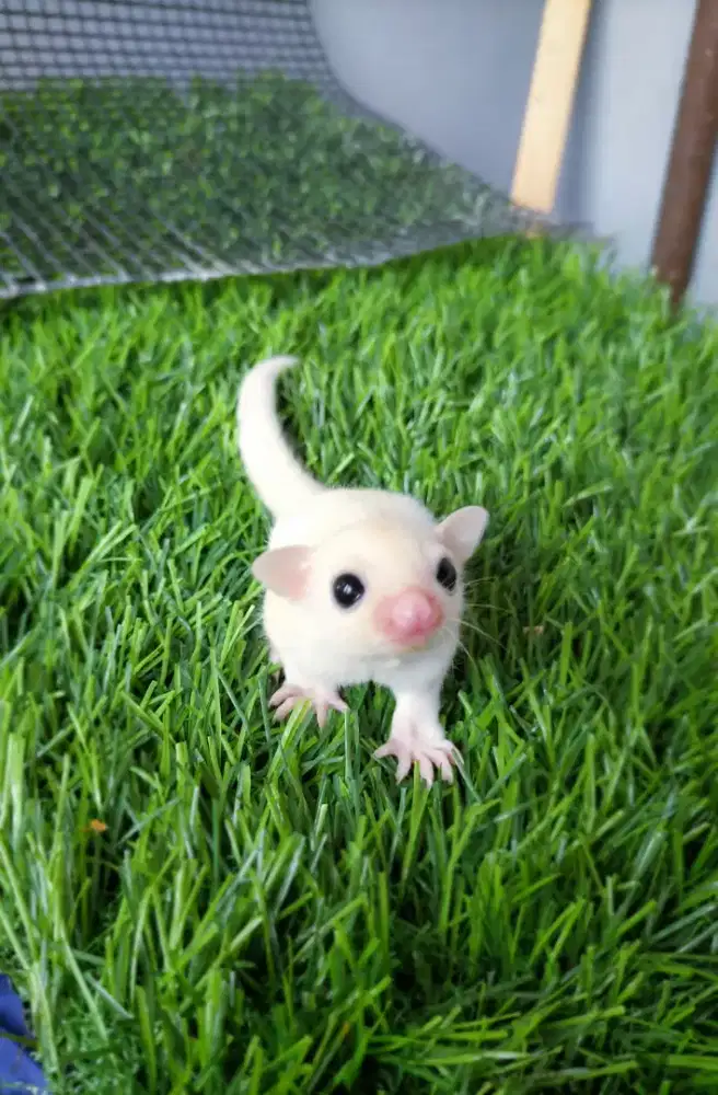 Sugar glider Joey  Leucuistic Jantan