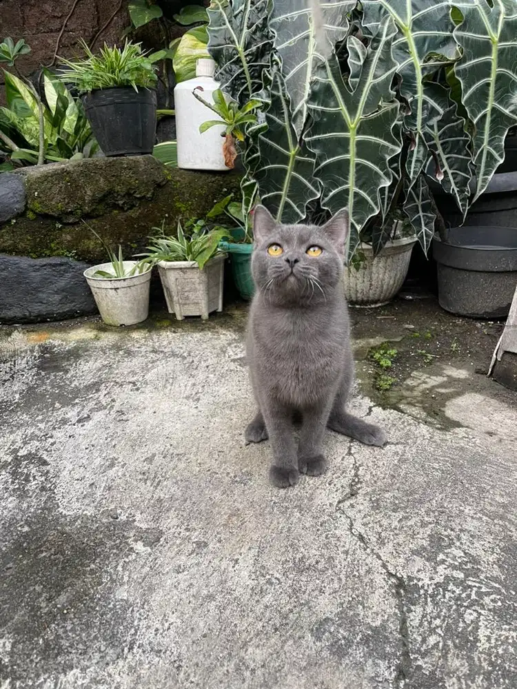 Bsh jantan blue solid