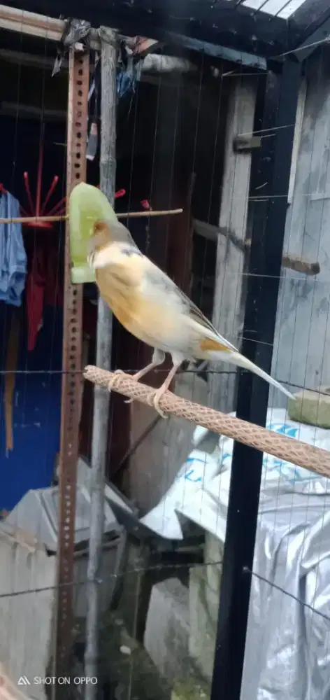 Kenari gacor dor terah rasmi