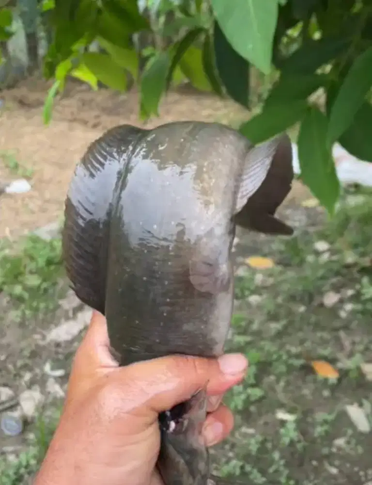 SUPER MURAH ! Angkut Semua Ikan Lele Lokal (LANGKA 200 EKOR !)