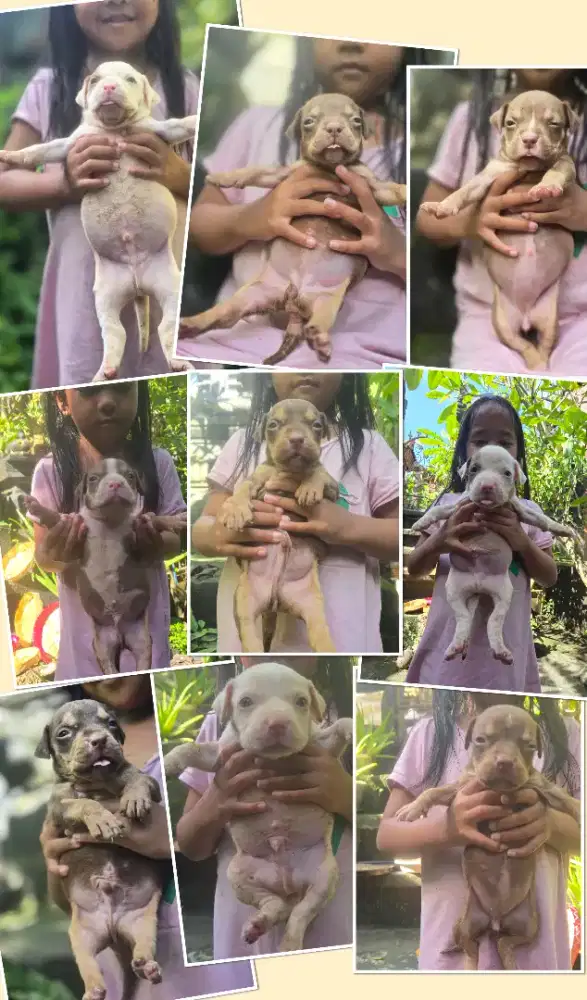 Puppy american pitbull