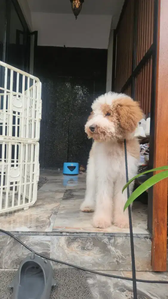 Giant Poodle party colour - JKT