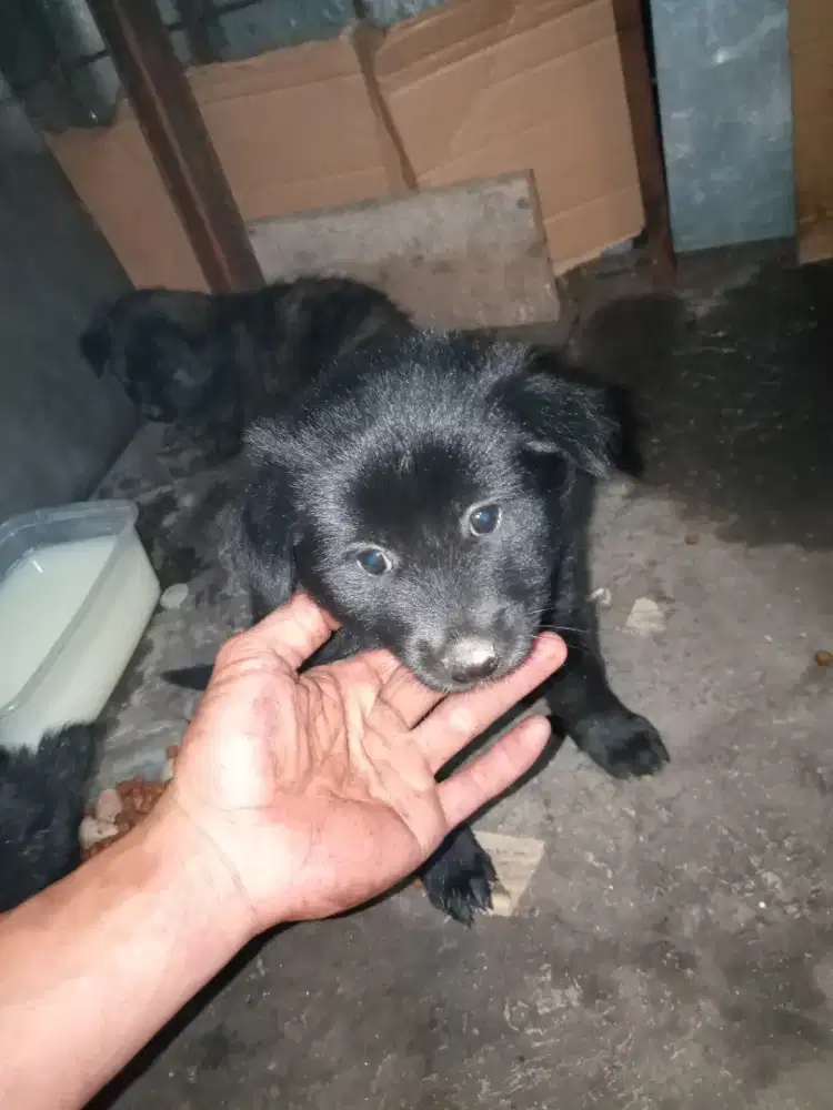 anak anjing blasteran