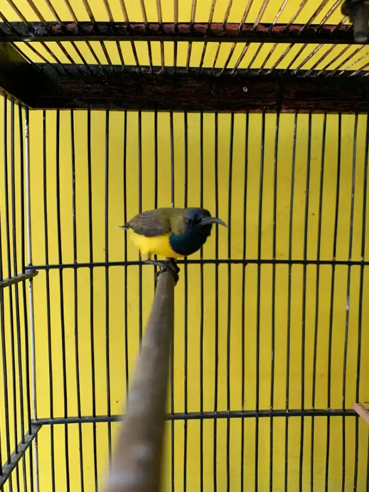 Kolibri sogon jantan