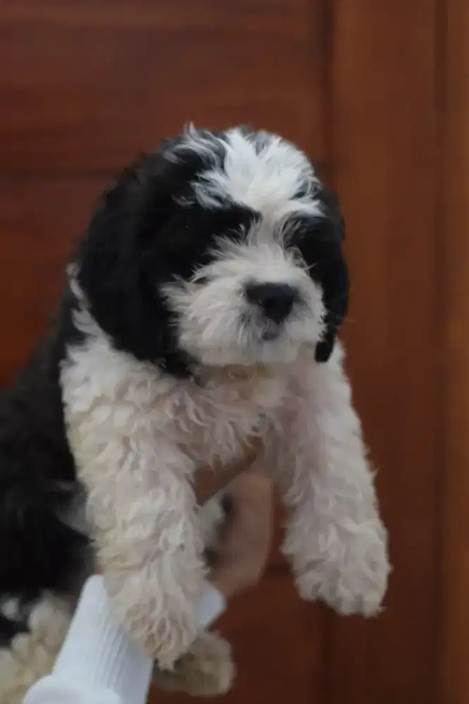 Shihpoo indukan stamboom