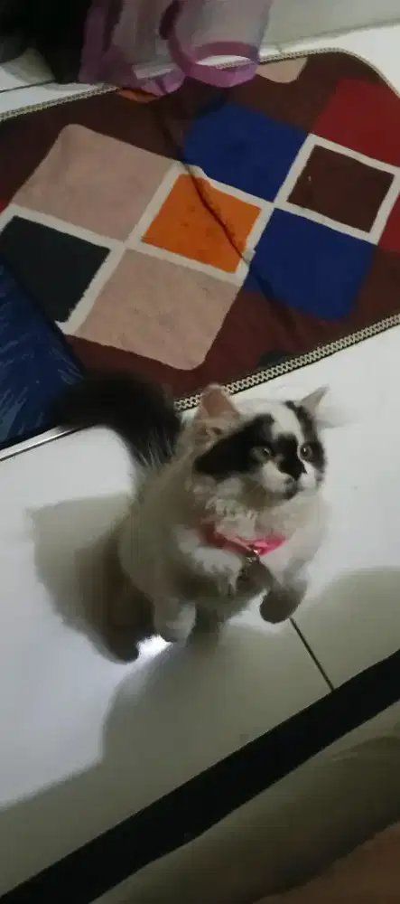 Kucing mulus (paling murah)