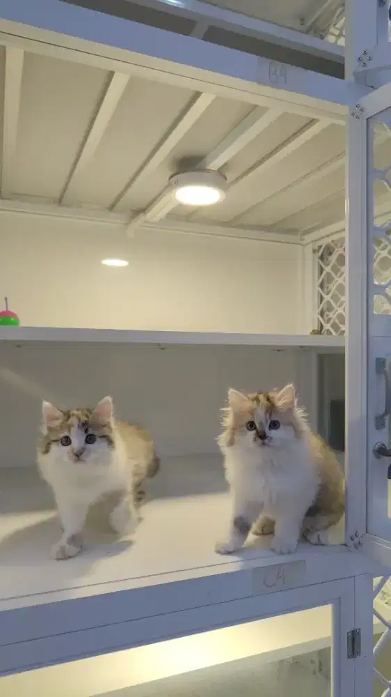 Kucing kitten ras calico super gembul