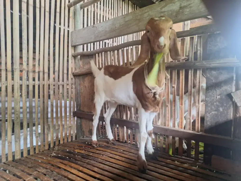 Dijual Paket Kambing Etawa: Induk Betina + 2 Anakan Sehat
