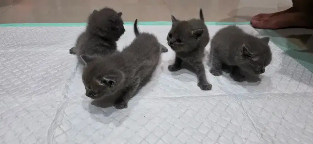 For adopt British short hair