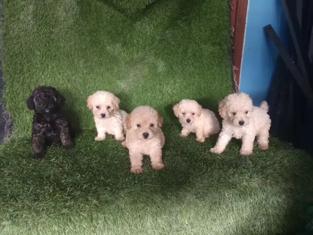 Poodle borongon 5 ekor