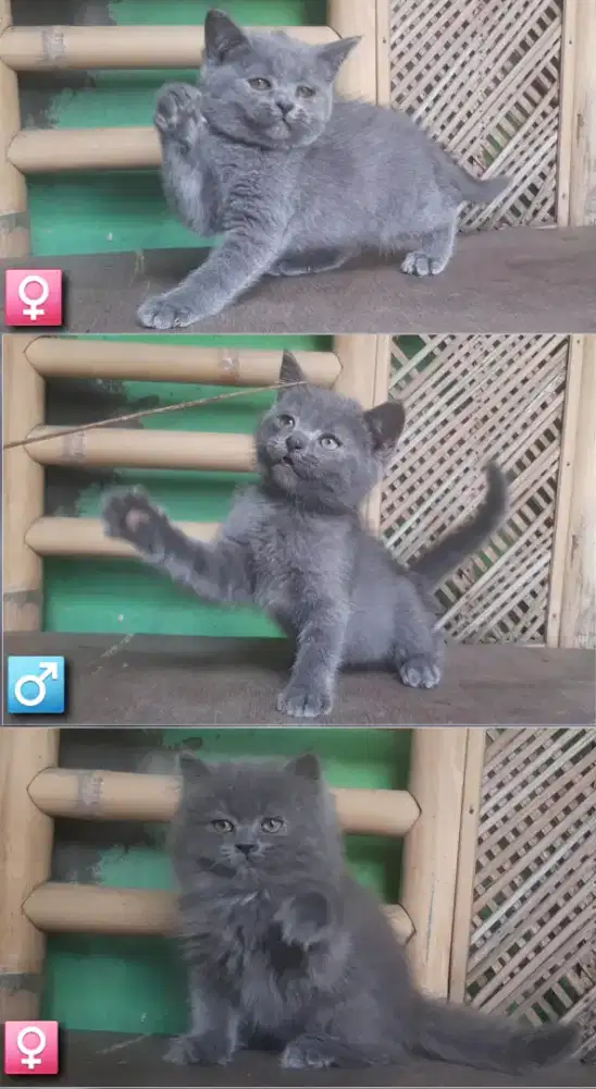 KUCING BSH BLH BRITISH SHORTHAIR SF MUNCHKIN RAGDOLL EXO PEAKNOSE