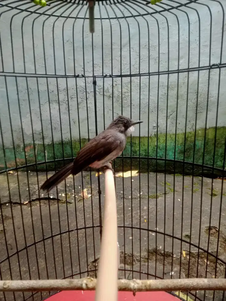 jual burung brinji