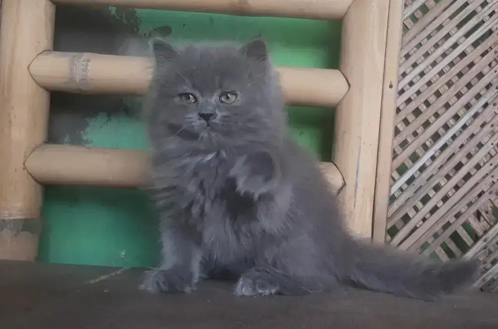 KUCING BSH BLH BRITISH SHORTHAIR SF RAGDOLL MUNCHKIN EXO PEAKNOSE