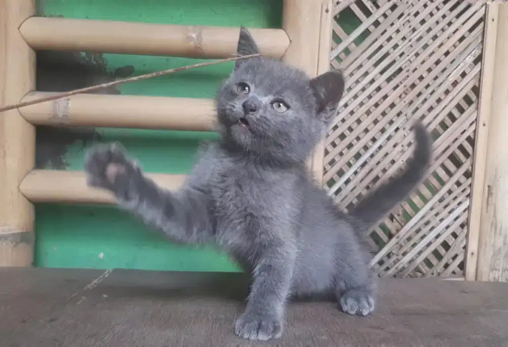 KUCING BSH BRITISH SHORTHAIR MUNCHKIN RAGDOLL EXO PEAKNOSE