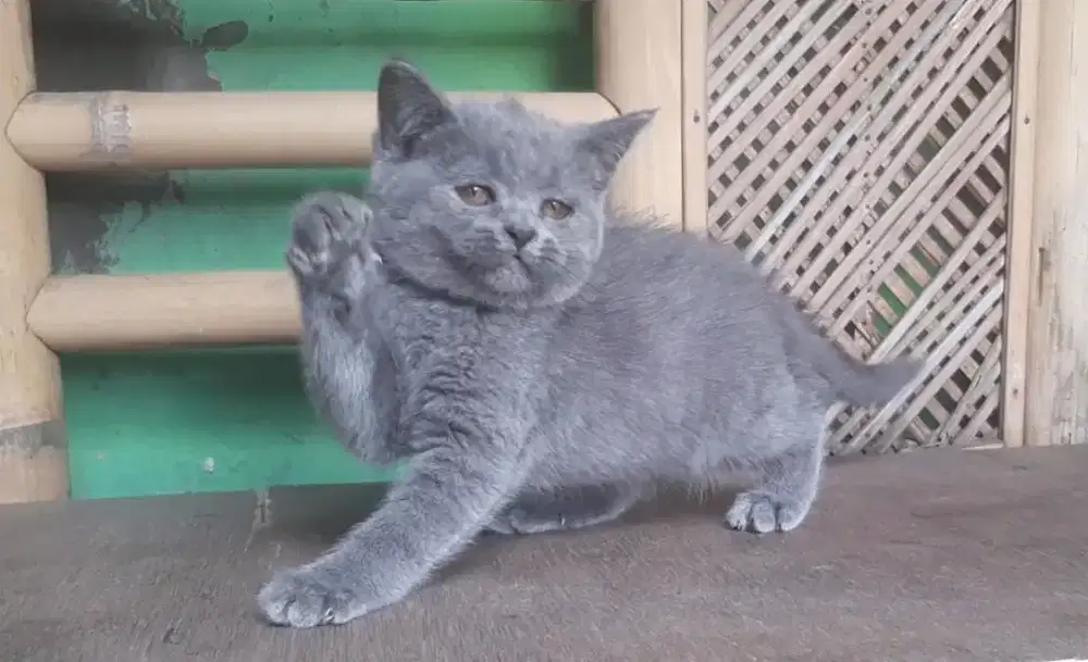 KUCING BSH BRITISH SHORTHAIR SF SCOTTISH FOLD RAGDOLL MUNCHKIN EXO