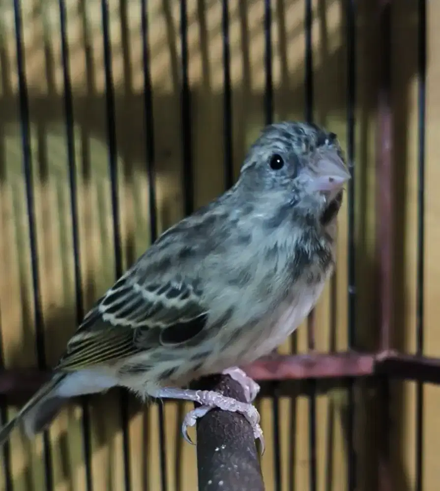 Blackthroat x Sanger (Blacksang) jantan