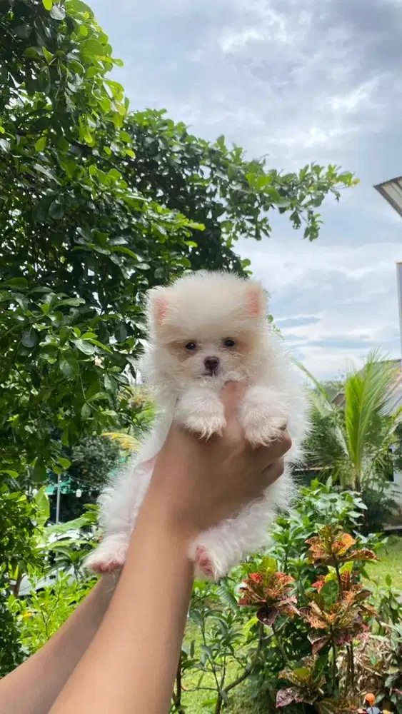 Minipom putih kaki pendek bulu gembul