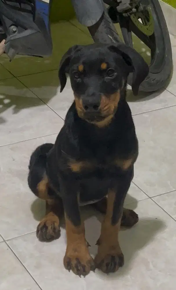 Puppy rottweiller