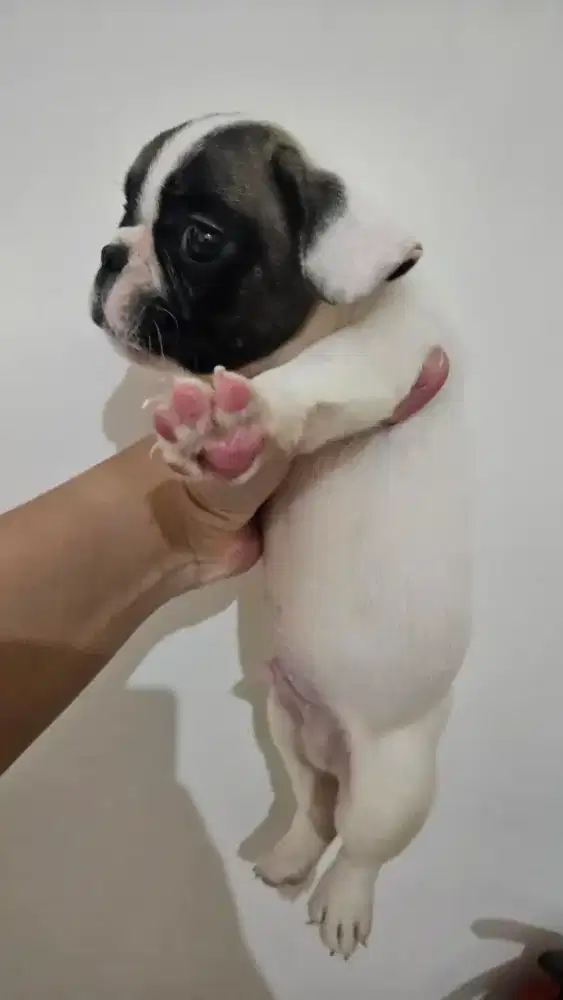 Anjing French Bulldog Puppy