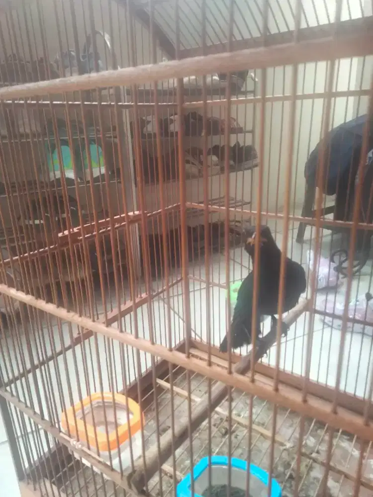 Burung ciung wanara Muda hutan