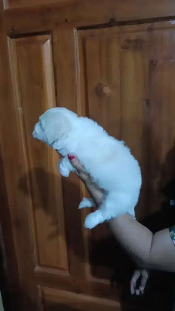 anjing maltise betina sehat