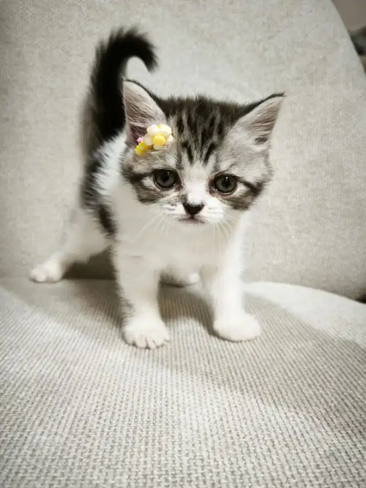 Kucing Scottish straight