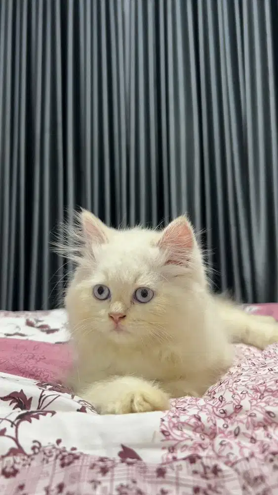 Kitten ragdoll jantan