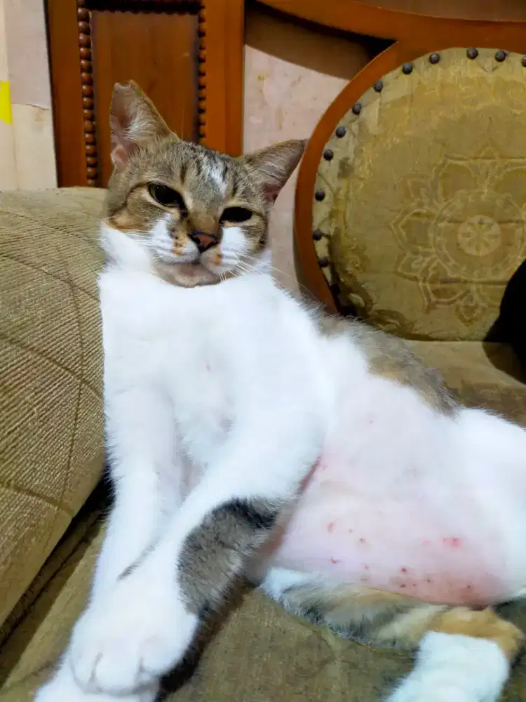 Mencari kerja sebagai cat sitter atau antar jemput