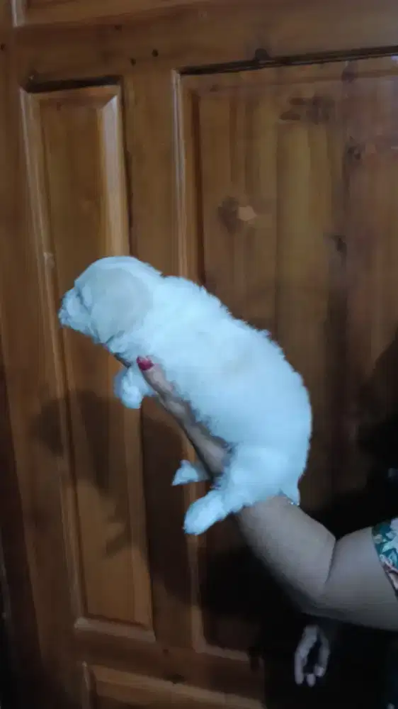 anjing maltise bulu panjang