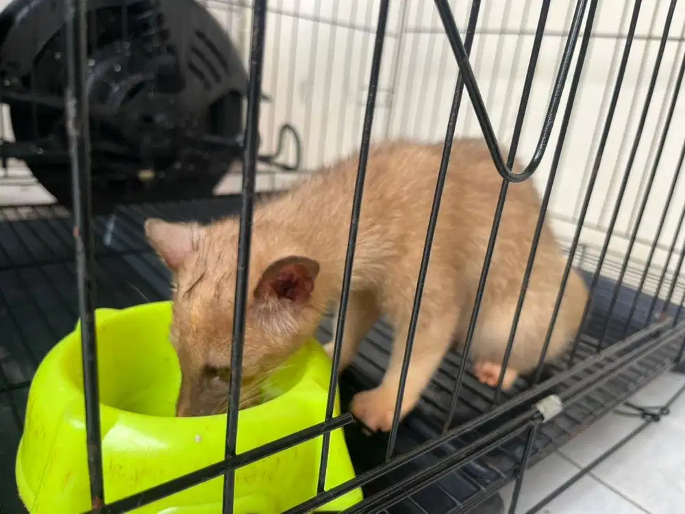 Musang bali platinum mozaik