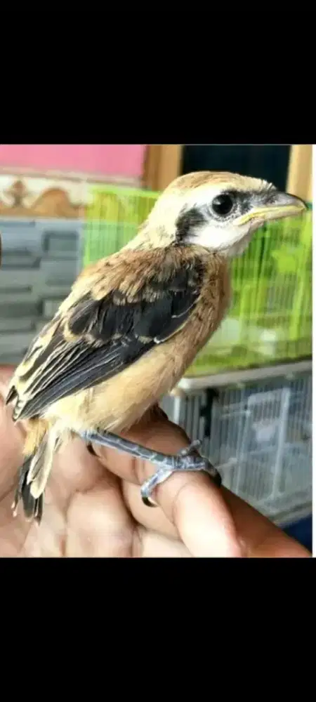 pentet jatim lolohan